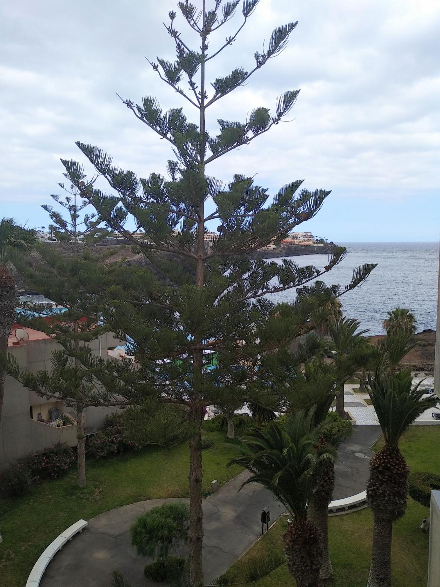 ארונה Garden View Apartment In Las Galletas מראה חיצוני תמונה